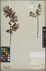 Foto von Salix lapponum L. x Salix myrtilloides L.